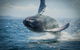 2-Hour Guided Whale Watching Tour At Noosa - thumb 0