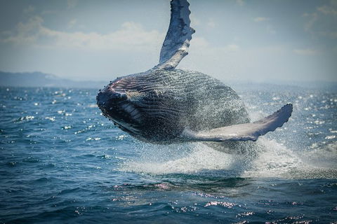 2-Hour Guided Whale Watching Tour At Noosa - Accommodation Melbourne 0