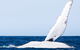 2-Hour Guided Whale Watching Tour At Noosa - thumb 5