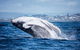 2-Hour Guided Whale Watching Tour At Noosa - thumb 1
