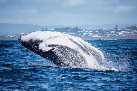 2-Hour Guided Whale Watching Tour At Noosa - Accommodation Melbourne 1
