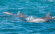 2-Hour Guided Whale Watching Tour At Noosa - thumb 4