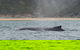 2-Hour Guided Whale Watching Tour At Noosa - thumb 3