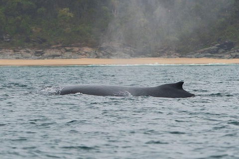 2-Hour Guided Whale Watching Tour At Noosa - Accommodation Melbourne 3