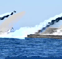 Noosa Whale Watching - Accommodation Melbourne
