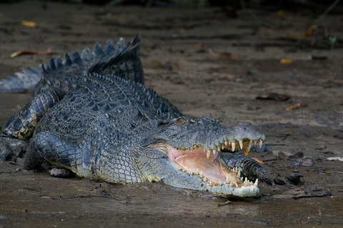 Daintree Afternoon Nocturnal Nature And Wildlife Tour - Accommodation Melbourne 4