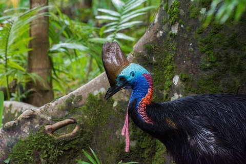 Daintree Afternoon Nocturnal Nature And Wildlife Tour - Accommodation Melbourne 0