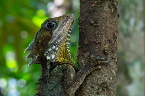 Daintree Afternoon Nocturnal Nature And Wildlife Tour - Accommodation Melbourne 1