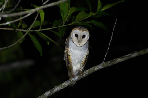 Daintree Afternoon Nocturnal Nature And Wildlife Tour - Accommodation Melbourne 10