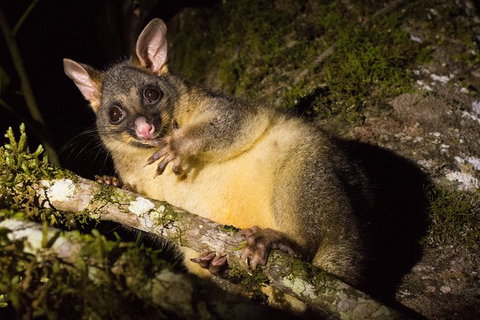 Daintree Afternoon Nocturnal Nature And Wildlife Tour - Accommodation Melbourne 7