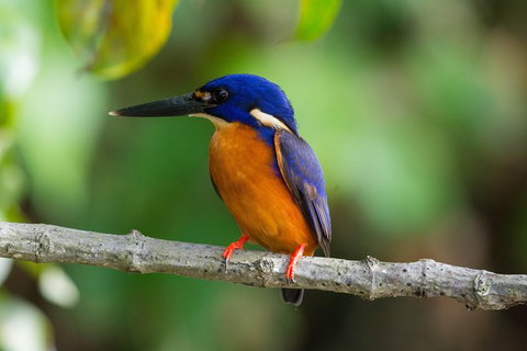 Daintree Afternoon Nocturnal Nature And Wildlife Tour - Accommodation Melbourne 2