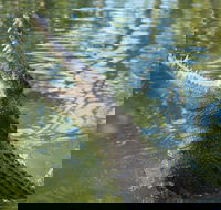 The adventure begins at Hartley's the best crocodile show in Australia - Accommodation Melbourne