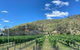 Hinterland Heritage Wine Tour - thumb 6