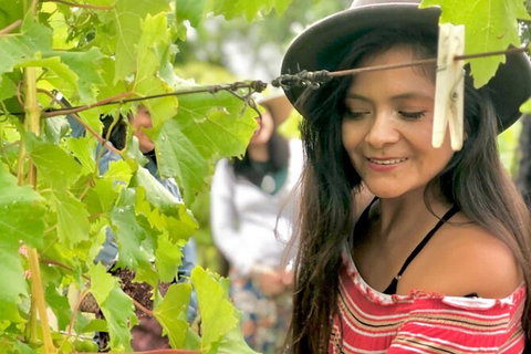 Hinterland Heritage Wine Tour - Accommodation Melbourne 8