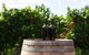 Hinterland Heritage Wine Tour - thumb 7