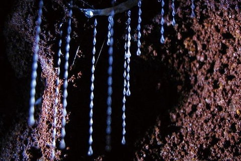 Glowworm Cave & Natural Bridge Tour - Accommodation Melbourne 2