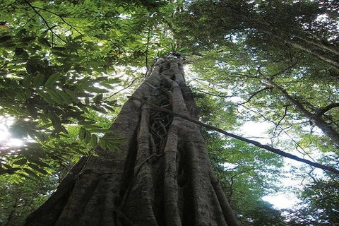 Glowworm Cave & Natural Bridge Tour - Accommodation Melbourne 5