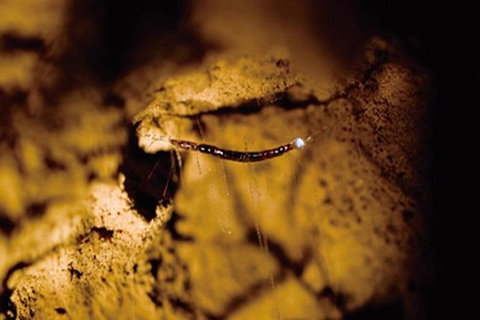 Glowworm Cave & Natural Bridge Tour - Accommodation Melbourne 4
