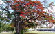 Private Full-Day Guided Tour: Russell Lamb Macleay And Karragarra Islands - thumb 28