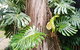 Private Full-Day Guided Tour: Russell Lamb Macleay And Karragarra Islands - thumb 3