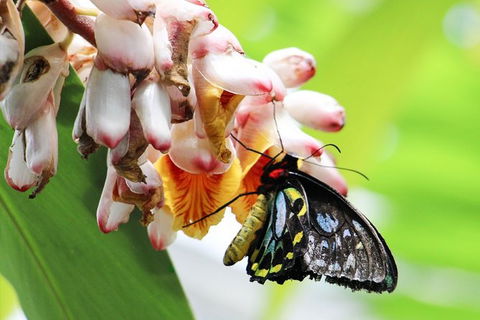 Australian Butterfly Sanctuary- Virtual Interactive Tour With Private Guide - Accommodation Melbourne 7