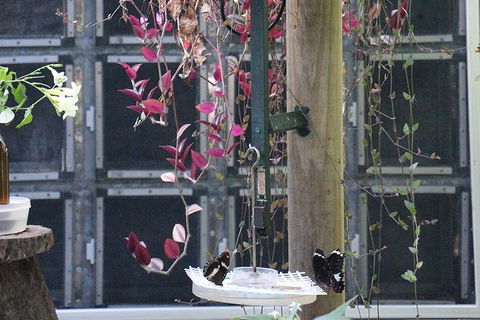 Australian Butterfly Sanctuary- Virtual Interactive Tour With Private Guide - Accommodation Melbourne 6