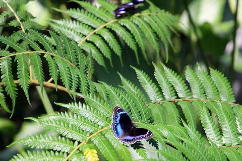 Australian Butterfly Sanctuary- Virtual Interactive Tour With Private Guide - Accommodation Melbourne 3