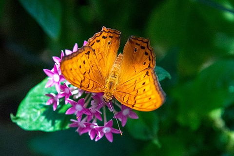 Australian Butterfly Sanctuary- Virtual Interactive Tour With Private Guide - Accommodation Melbourne 1