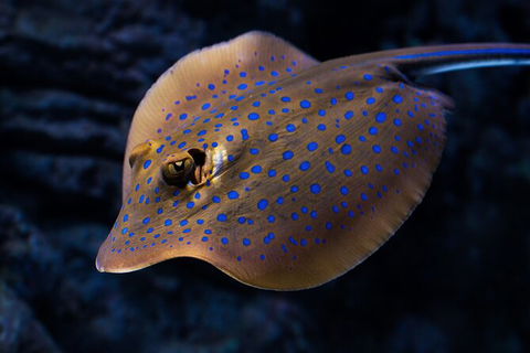 Cairns Aquarium Tour By Twilight With Drink And Appetiser - Accommodation Melbourne 5
