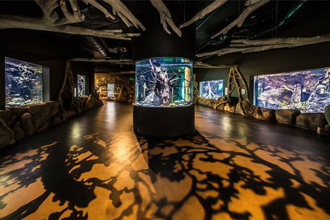 Cairns Aquarium Tour By Twilight With Drink And Appetiser - Accommodation Melbourne 4
