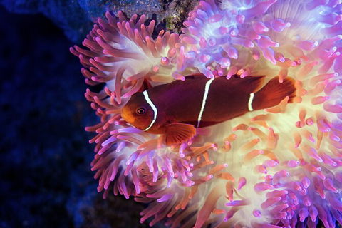 Cairns Aquarium Tour By Twilight With Drink And Appetiser - Accommodation Melbourne 2