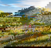 Barossa Valley Highlights from Barossa Valley Including Wine and Cheese Tasting - Accommodation Melbourne