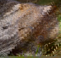 Cradle Mountain Wildlife Spotting after Dark - Accommodation Melbourne