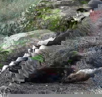 After Dark Tasmanian Devil Feeding Tour at Cradle Mountain - Accommodation Melbourne
