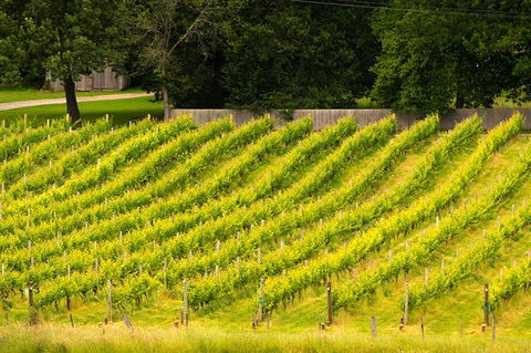 All Inclusive Wine Tour Up The Derwent Valley Hobart: Local Wines & Cheeses - Melbourne 4u 3