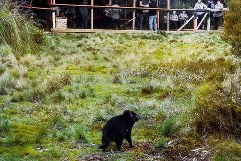 1-Hour Tasmanian Devil Feeding Day Tour At Cradle Mountain - Accommodation Melbourne 4