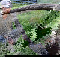 1-Hour Tasmanian Devil Feeding Day Tour at Cradle Mountain - Accommodation Melbourne