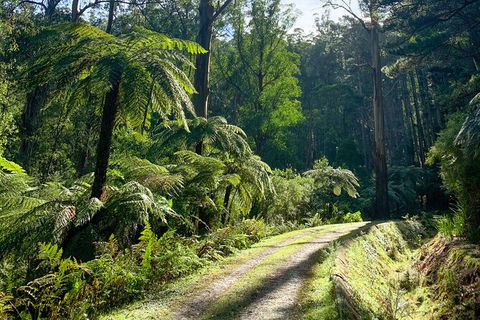Aqueduct And Rail Trail Self-Guided Bike Tour In Warburton - Accommodation Melbourne 3