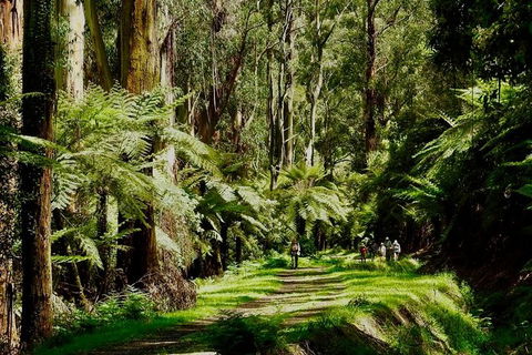 Aqueduct And Rail Trail Self-Guided Bike Tour In Warburton - Accommodation Melbourne 1