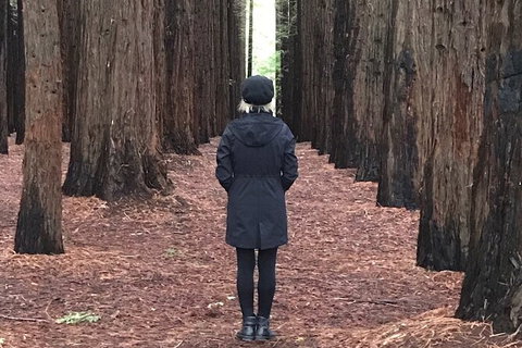 Private Aqueduct To California Redwoods Hiking Tour - Accommodation Melbourne 1