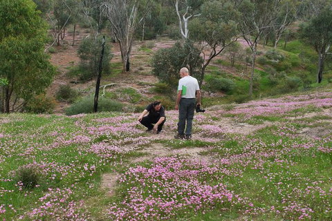 Orchids And Wildflowers Photographic Day Tour From Perth - Accommodation Melbourne 11