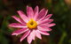 Orchids And Wildflowers Photographic Day Tour From Perth - thumb 7