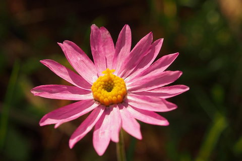 Orchids And Wildflowers Photographic Day Tour From Perth - Accommodation Melbourne 7