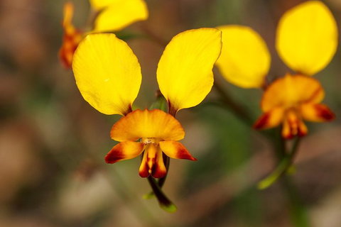 Orchids And Wildflowers Photographic Day Tour From Perth - Accommodation Melbourne 2