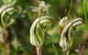 Orchids And Wildflowers Photographic Day Tour From Perth - thumb 12