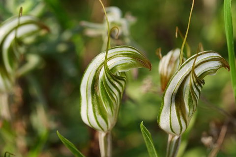 Orchids And Wildflowers Photographic Day Tour From Perth - Accommodation Melbourne 12