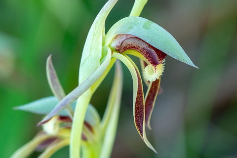 Orchids And Wildflowers Photographic Day Tour From Perth - Accommodation Melbourne 9