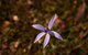Orchids And Wildflowers Photographic Day Tour From Perth - thumb 6