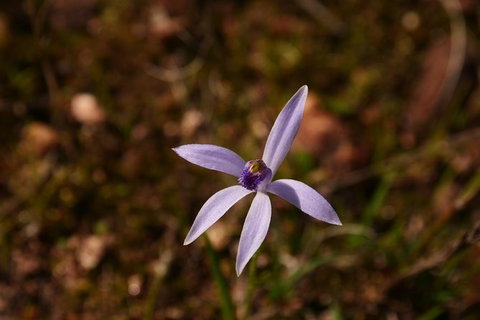 Orchids And Wildflowers Photographic Day Tour From Perth - Accommodation Melbourne 6