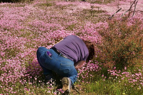 Orchids And Wildflowers Photographic Day Tour From Perth - Accommodation Melbourne 4